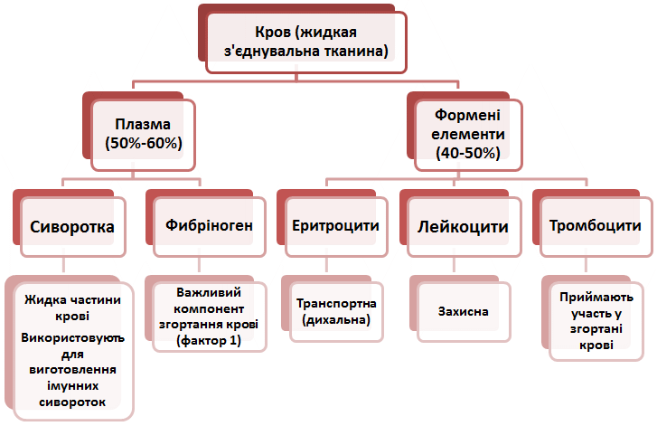 кров, плазма, форменi елементи, сиворотка, фiбрiноген, лейкоцити, тромбоцити, ерiтроцити