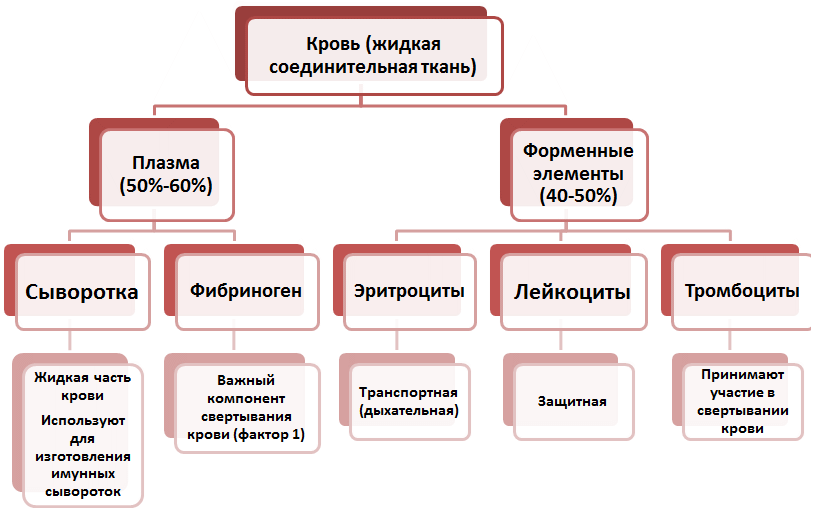 Состав крови - Плазма, сыворотка, фибриноген, эритроциты, лейкоциты, тромбоциты