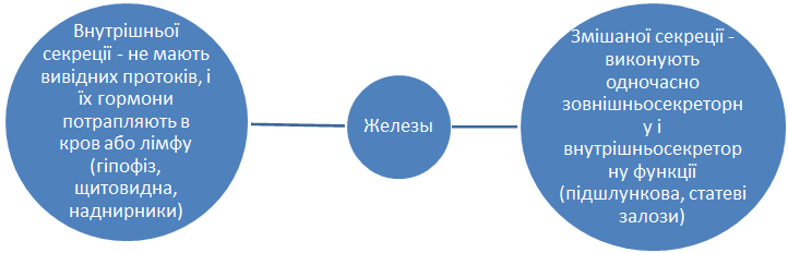 Залози внутрішньої секреції та їх особливості