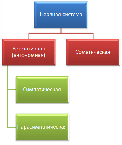 Нервная система человека - вегетативная, соматическая, симпатическая, парасимпатическая